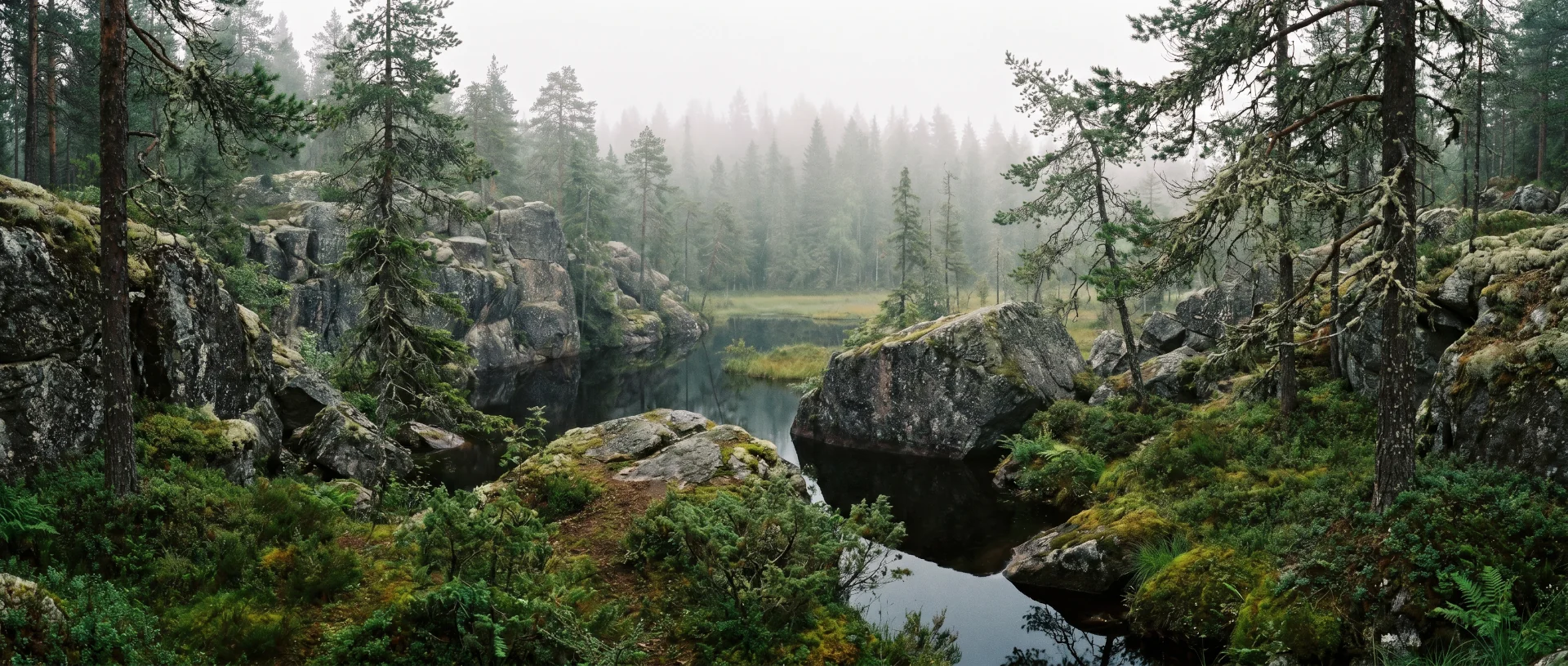 Swamp Landscape